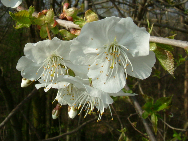 Prunus Avium